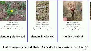 List of Angiosperms of Order Asterales Family Asteraceae Part 53 slender smooth smallhead showy