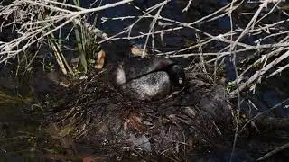 Australasian Grebe Nesting