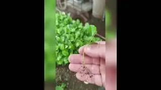 Semillas, transplante y producci&oacute;n de limoncillo para cercas vivas(swinglea)