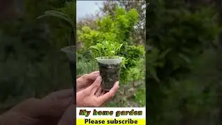 Red round chilli nursery. How to grow chilli pepper at home.MHG.