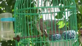 Grey Singer