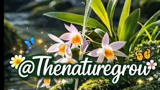 The soothing stream🎶 crystal clear droplets 💦#nature video short #droplets #fresh water