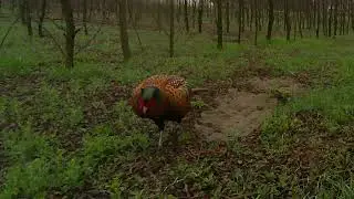 Winner of the March 2025 Song Contest - Pheasant Cock