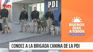 Conoce a la brigada canina de la PDI: Así trabajan los perritos en operativos | Buenos días a todos