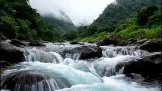 Turn Off Stress Instantly 🌊 Forest River Sounds for Deep Sleep