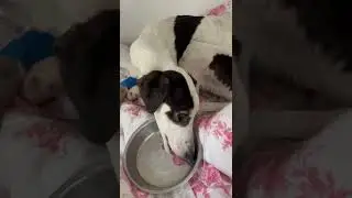 The amazing team at Many Tears Rescue are so happy with the Progress Teason has made!