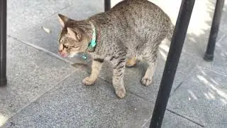 So cute #catfeeder #catlovers #catvideos 