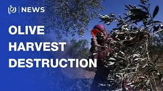 Armed &lsquo;Israeli&rsquo; settlers attack Palestinians during olive harvest