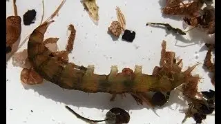 Group 33: Water Snipe Flies (Athericidae sp.) larva