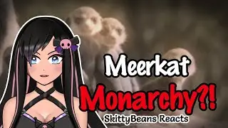 Meerkat Mob is Crazy | #reactionvideo #animals #animalfacts #vtuber