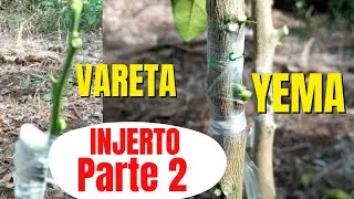 Como INJERTAR LIM&Oacute;N por YEMA y VARETA F&aacute;cil | Injerto de citricos Parte #2