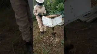 SMOKING QUEEN CHAMBER | LANGSTROTH HIVE INSPECTION #honeybee