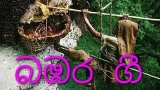 .බඹර ගී ..💐💐💐