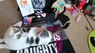 CatLadyBox unboxing | Bad Cats | November 2024