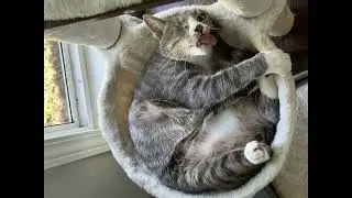 Silly Willie, The One-eyed-Cat