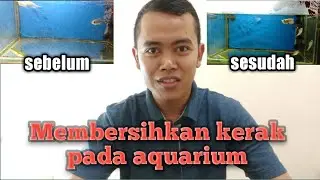 Cara membersihkan kerak (jamur kaca) pada aquarium | update my arowana silver brazil albino