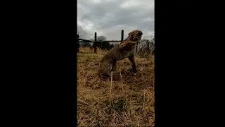 Bobcat Release Gone Wrong! #bobcat #trapping  #wildanimals