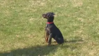 Working Line Doberman Puppy 
