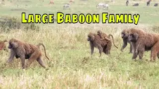 Large Baboon Family
