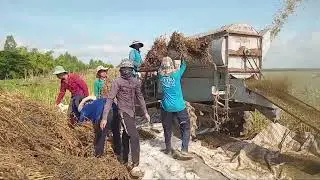 Niềm vui  ngày thu hoạch Mè(Sesame) ( vừng) tại Miền Tây