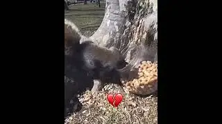 Goofy ahh squirrel 🙏😭|#youtubeshorts #shortsbeta #fypviral #zidane #football