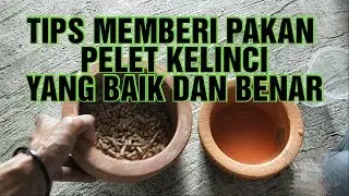 Porsi pemberian pakan pelet pada kelinci yang baik dan benar #peletKelinci