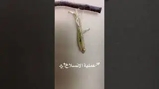 Molting in insects الانسلاخ في الحشرات