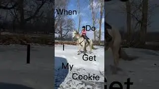 Oh jet #edit #horses #barrelracing #viral #bestie #horse