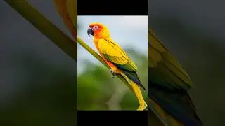 Colourful parrots| #cat #pandabear #animals #cute #crying #babybehavior #catlover #bear #babycrying