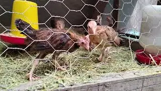 Crianza de los últimos pollos de la temporada