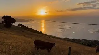 Absolutely Stunning Summer Sunset with Cows 