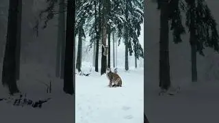 Eurasian Lynx: The Silent Stalker &ndash; Unveiling Nature&rsquo;s Stealthiest Hunter in Action !