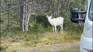 H&auml;rjedalen 2025 dag 2 Fun&auml;sdalen