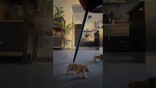 Two animal gangs fighting part 2