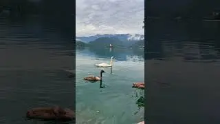Lovely ❤️ Swan family 🦢 Mama & babies ❤️ #cute #love #travel #shorts
