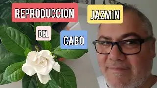 Reproduccion del Jazmín del Cabo ( o Gardenia  ) #reproduccion#jazmin#gardenia