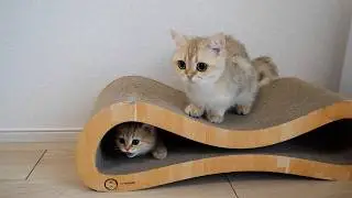 Cute kitten so engrossed in tag that it gets all out of breath...