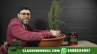 COME COSTRUIRE UN BOSCHETTO CON DEI CIPRESSI DA VIVAIO