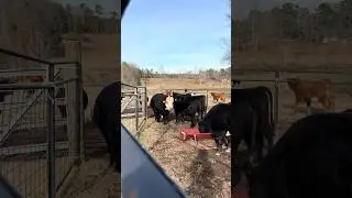 Merle is talking to the ladies! #farmer #bull #cattle #farm