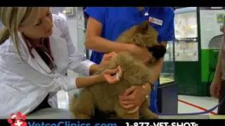 Dog and Cat Vaccination Clinics. How to protect you pet for less at  PETCO.