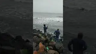 Giant Fish catch at Chellanam Fishing Harbour