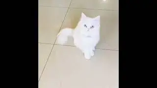 blue eyed white persian cat poses #cat#cute#funnyanimals