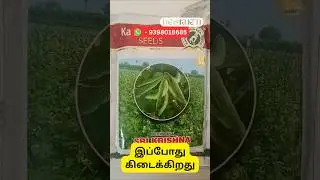 Sri Krishna Dolichos Seeds | Desikheti - Buy Seeds Online | Contact - 9398018685 #tamilshorts