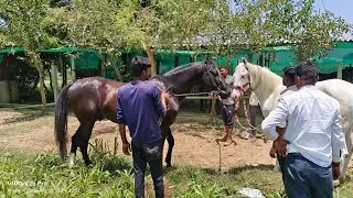 #horse #status #viral #video #youtube #subscribe #trending #pavan #new #music