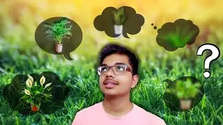 5 Oxygen giving indoor plants| Air purifying indoor plants| Oxygen giving plants| Best indoor plants