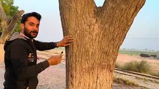 Tree tapping and scratching ASMR video 