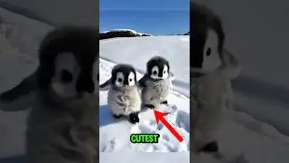 Top 5 Cutest Animals That Will Stay Cute Forever 🐾😍