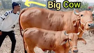 #Mashallah beutiful cow #qurbani cow cow king 07 #viral video cow 