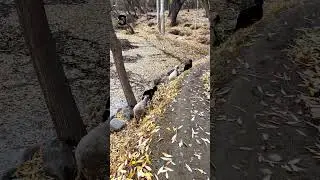 Fall Beauty in Khaplu Valley Karakoram