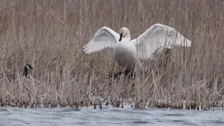 trumpeter swan building nest minnesota